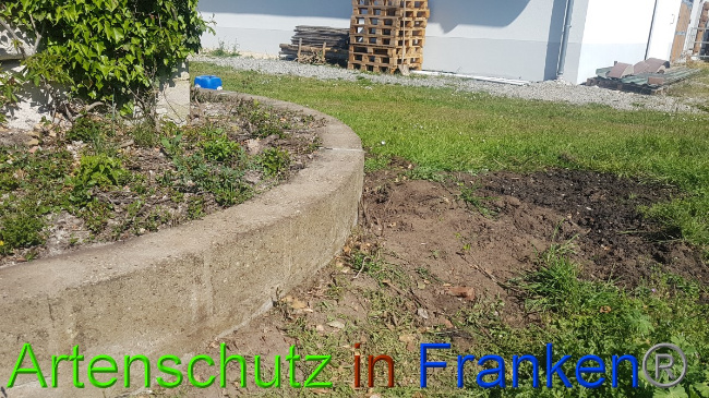 © Artenschutz in Franken® Bild zum Eintrag (1049516-160)