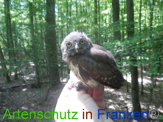 © Artenschutz in Franken® Bild zum Eintrag (1049625-160)