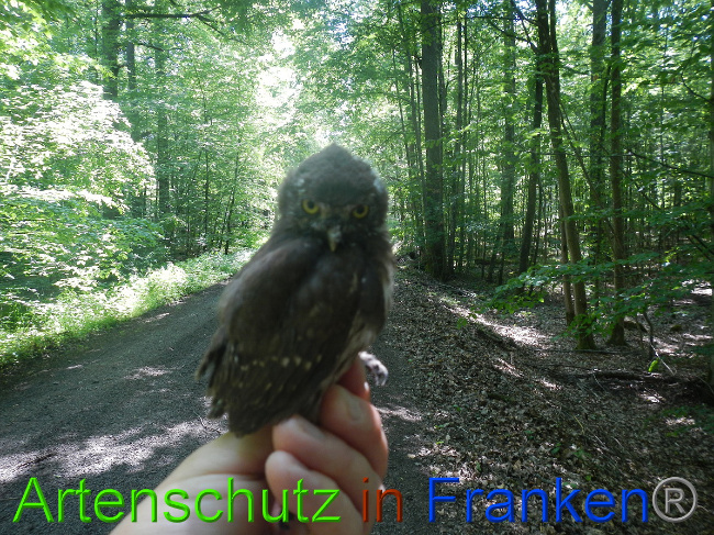 © Artenschutz in Franken® Bild zum Eintrag (1049628-160)
