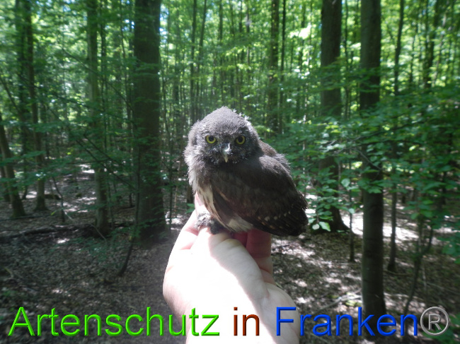 © Artenschutz in Franken® Bild zum Eintrag (1049648-160)