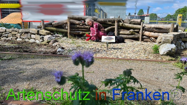© Artenschutz in Franken® / Sonfeld Bild zum Eintrag (1049697-160)