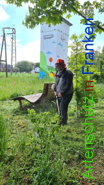 © Artenschutz in Franken® / Sonfeld Bild zum Eintrag (1049701-160)
