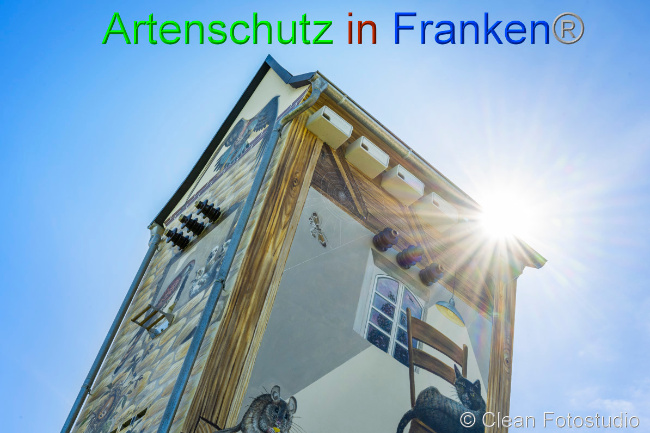 © Artenschutz in Franken® / CLEAN Fotostudio GmbH Bild zum Eintrag (1049825-160)