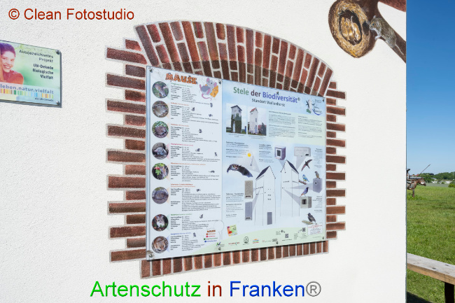 © Artenschutz in Franken® / CLEAN Fotostudio GmbH Bild zum Eintrag (1049826-160)