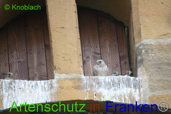 Bild zum Eintrag (1050033-160)