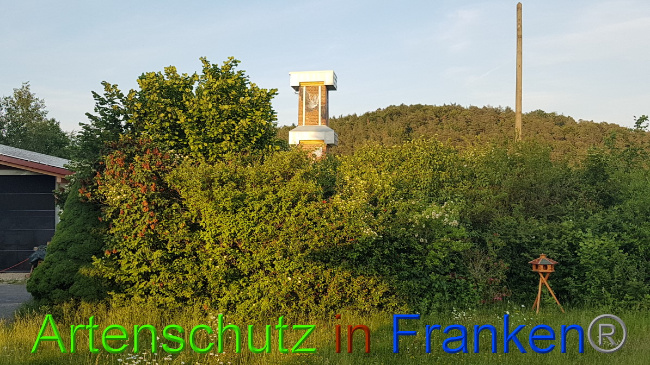 © Artenschutz in Franken® / Schima Bild zum Eintrag (1050234-160)