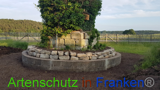 © Artenschutz in Franken® / Schima Bild zum Eintrag (1050247-160)