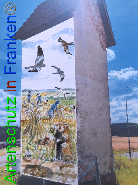 © Artenschutz in Franken® Bild zum Eintrag (1050313-160)