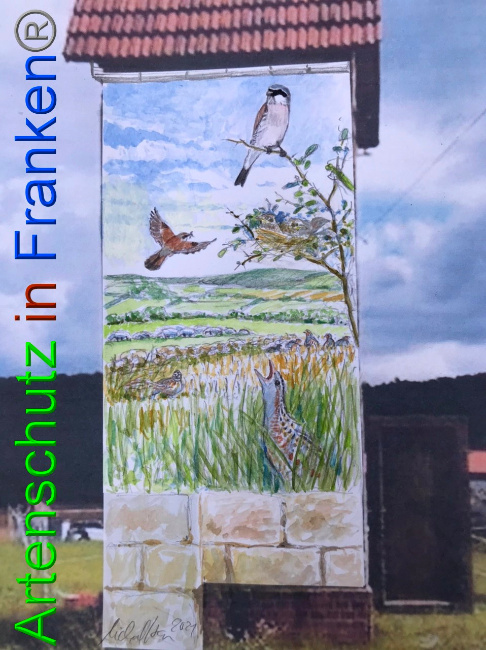 © Artenschutz in Franken® Bild zum Eintrag (1050314-160)