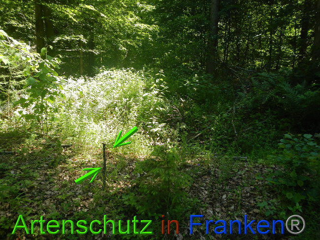 © Artenschutz in Franken® Bild zum Eintrag (1050349-160)