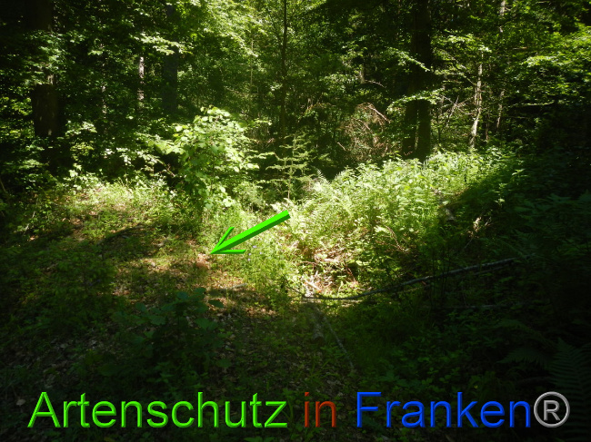 © Artenschutz in Franken® Bild zum Eintrag (1050350-160)