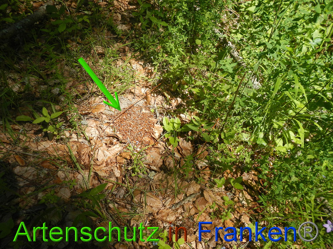© Artenschutz in Franken® Bild zum Eintrag (1050351-160)