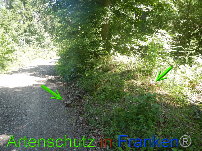 © Artenschutz in Franken® Bild zum Eintrag (1050352-160)
