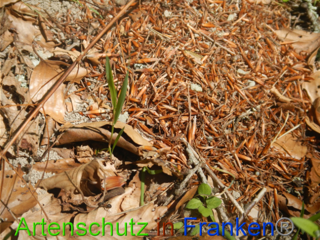 © Artenschutz in Franken® Bild zum Eintrag (1050355-160)