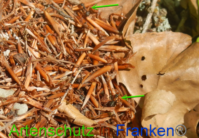 © Artenschutz in Franken® Bild zum Eintrag (1050356-160)