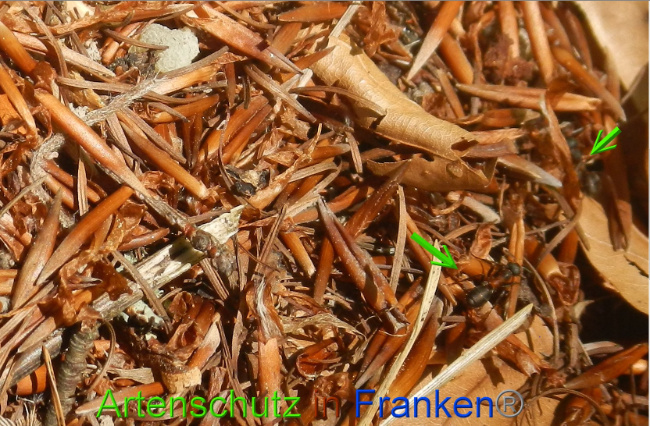 © Artenschutz in Franken® Bild zum Eintrag (1050357-160)