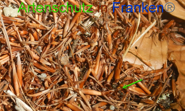 © Artenschutz in Franken® Bild zum Eintrag (1050358-160)