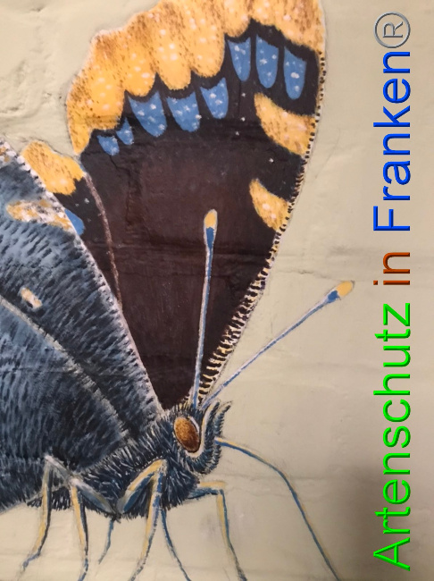 © Artenschutz in Franken® Bild zum Eintrag (1050370-160)