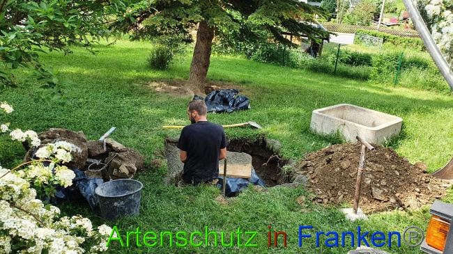 © Artenschutz in Franken® Bild zum Eintrag (1050517-160)
