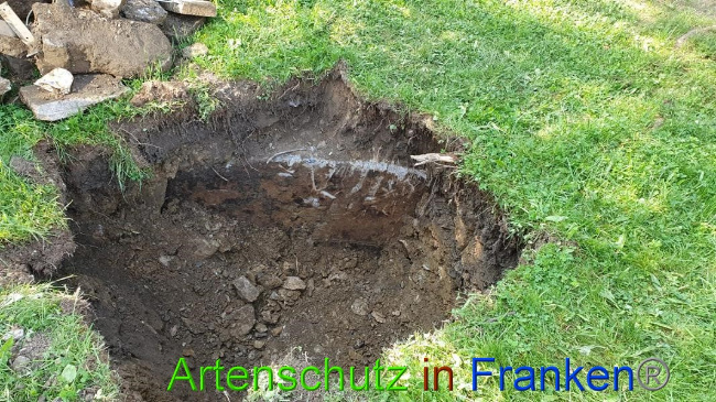 © Artenschutz in Franken® Bild zum Eintrag (1050521-160)