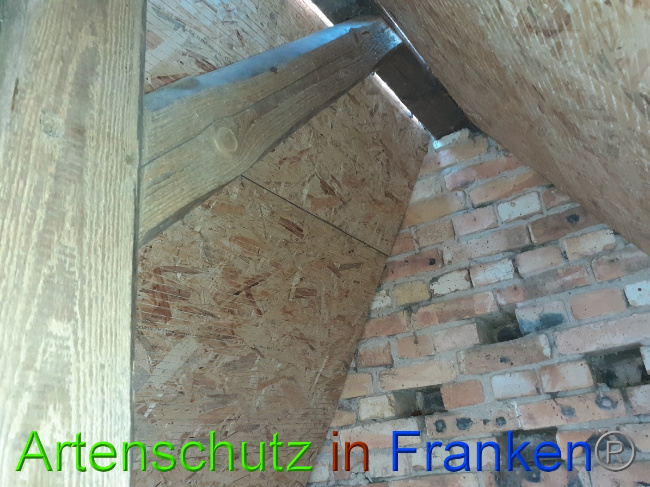 © Artenschutz in Franken® Bild zum Eintrag (1050559-160)