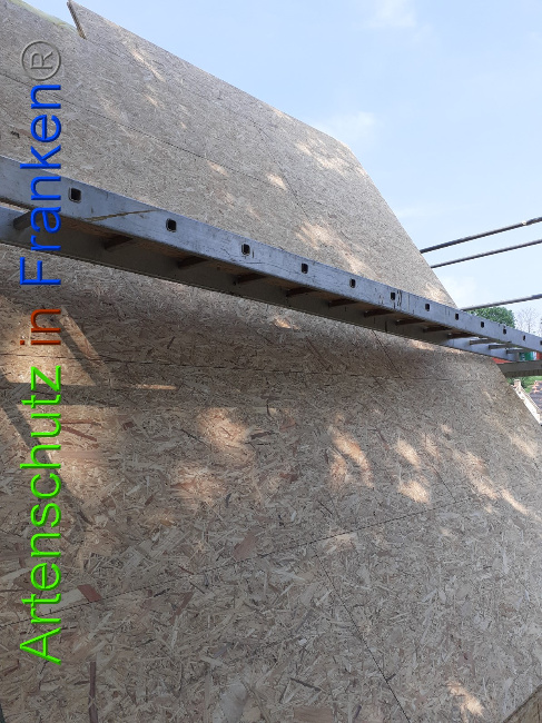 © Artenschutz in Franken® Bild zum Eintrag (1050569-160)