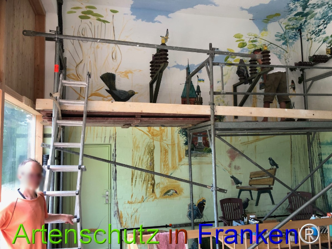 © Artenschutz in Franken® / U.Francken Bild zum Eintrag (1050631-160)