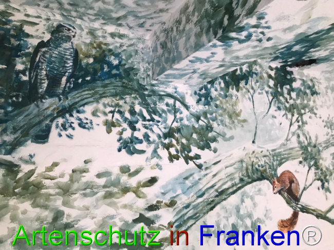 © Artenschutz in Franken® Bild zum Eintrag (1050648-160)
