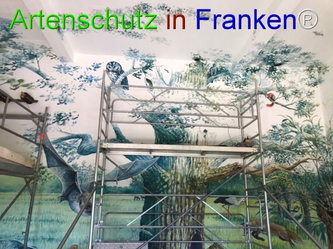 © Artenschutz in Franken® Bild zum Eintrag (1050649-160)