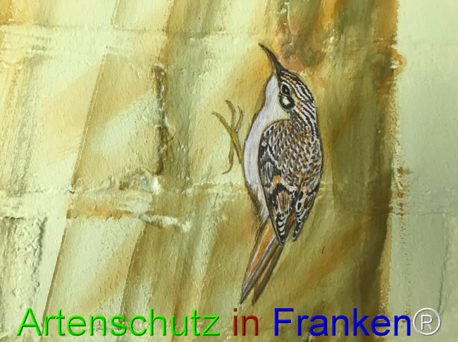 © Artenschutz in Franken® Bild zum Eintrag (1050657-160)