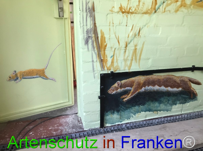 © Artenschutz in Franken® Bild zum Eintrag (1050660-160)