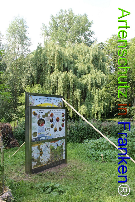 © Artenschutz in Franken® Bild zum Eintrag (1050673-160)