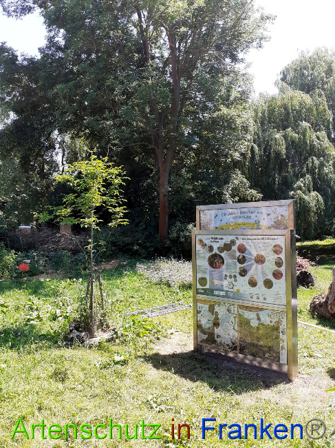 © Artenschutz in Franken® Bild zum Eintrag (1050736-160)