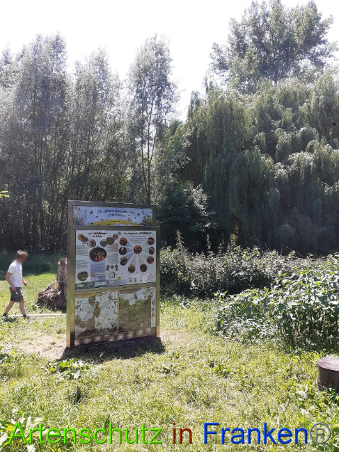 © Artenschutz in Franken® Bild zum Eintrag (1050737-160)