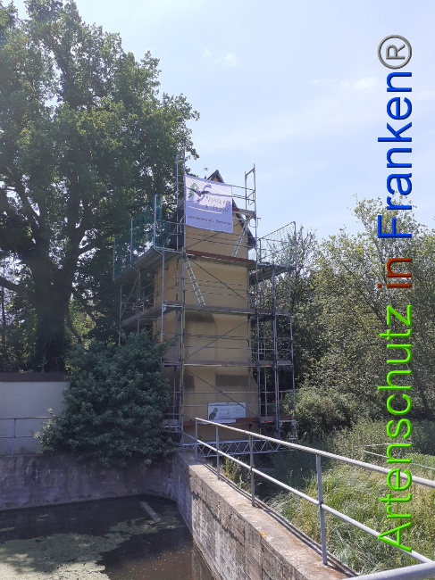 © Artenschutz in Franken® Bild zum Eintrag (1050742-160)