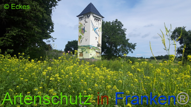 © Artenschutz in Franken® / Eckes Bild zum Eintrag (1050943-160)
