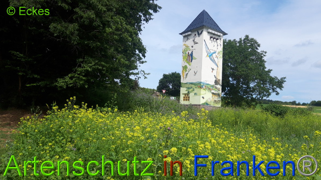 © Artenschutz in Franken® / Eckes Bild zum Eintrag (1050944-160)