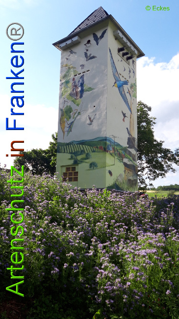 © Artenschutz in Franken® / Eckes Bild zum Eintrag (1050945-160)