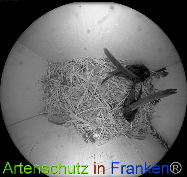 © Artenschutz in Franken® Bild zum Eintrag (1051074-160)