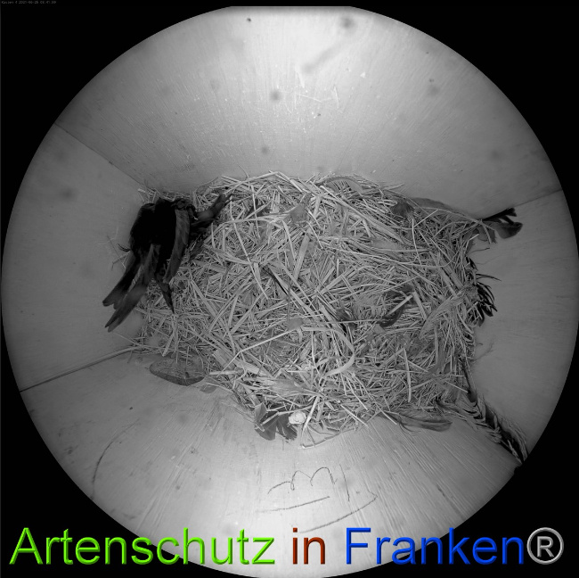 © Artenschutz in Franken® Bild zum Eintrag (1051075-160)