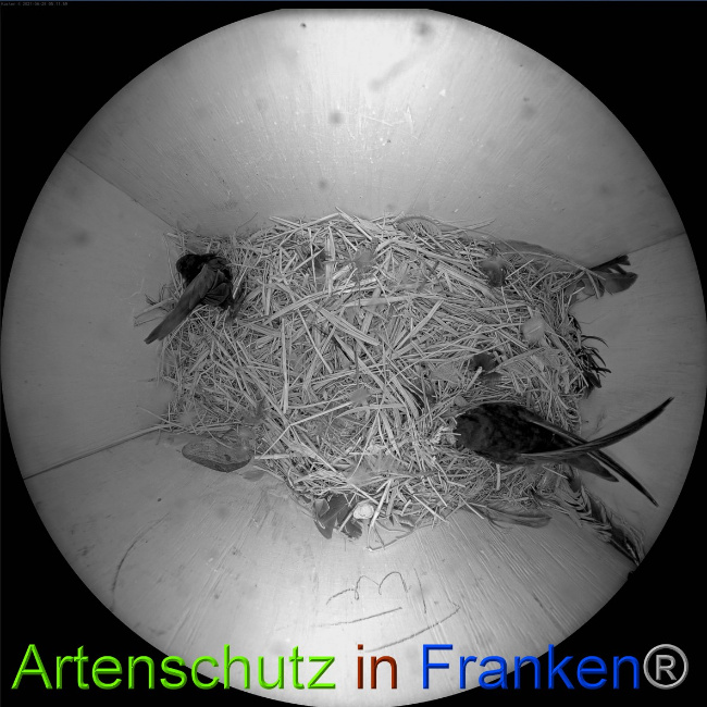 © Artenschutz in Franken® Bild zum Eintrag (1051076-160)