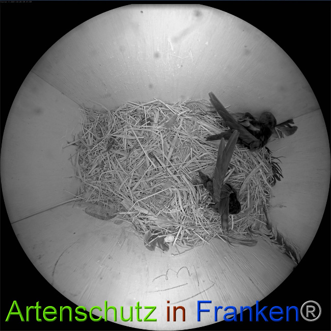© Artenschutz in Franken® Bild zum Eintrag (1051078-160)