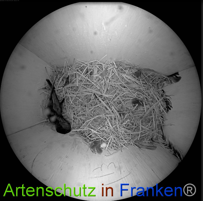 © Artenschutz in Franken® Bild zum Eintrag (1051079-160)