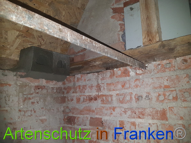 © Artenschutz in Franken® Bild zum Eintrag (1051119-160)