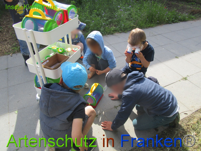 © Artenschutz in Franken® Bild zum Eintrag (1051510-160)