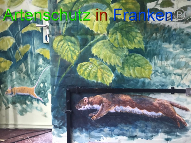 © Artenschutz in Franken® Bild zum Eintrag (1051569-160)