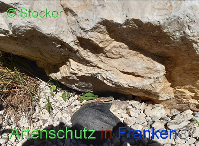 © Artenschutz in Franken® / Stocker Bild zum Eintrag (1051760-160)