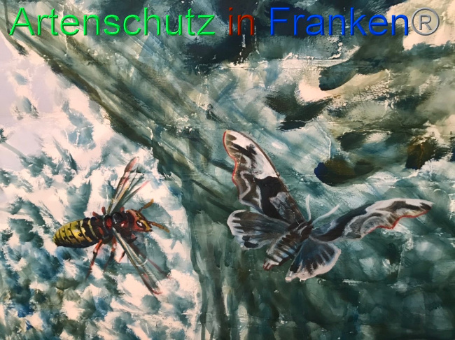 © Artenschutz in Franken® Bild zum Eintrag (1051787-160)