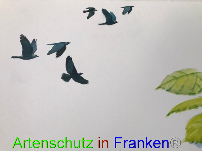 © Artenschutz in Franken® Bild zum Eintrag (1051924-160)