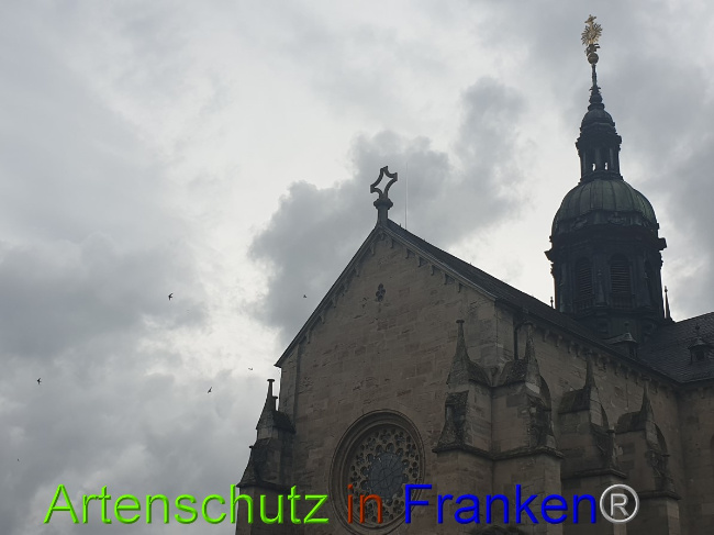 © Artenschutz in Franken® Bild zum Eintrag (1051945-160)
